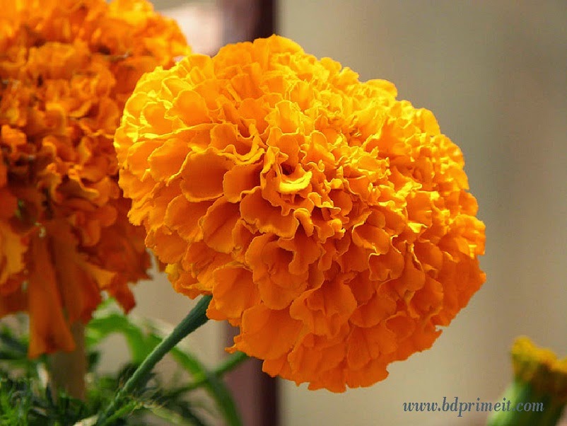 Pahela falgun pics (www.bdprimeit.com)8